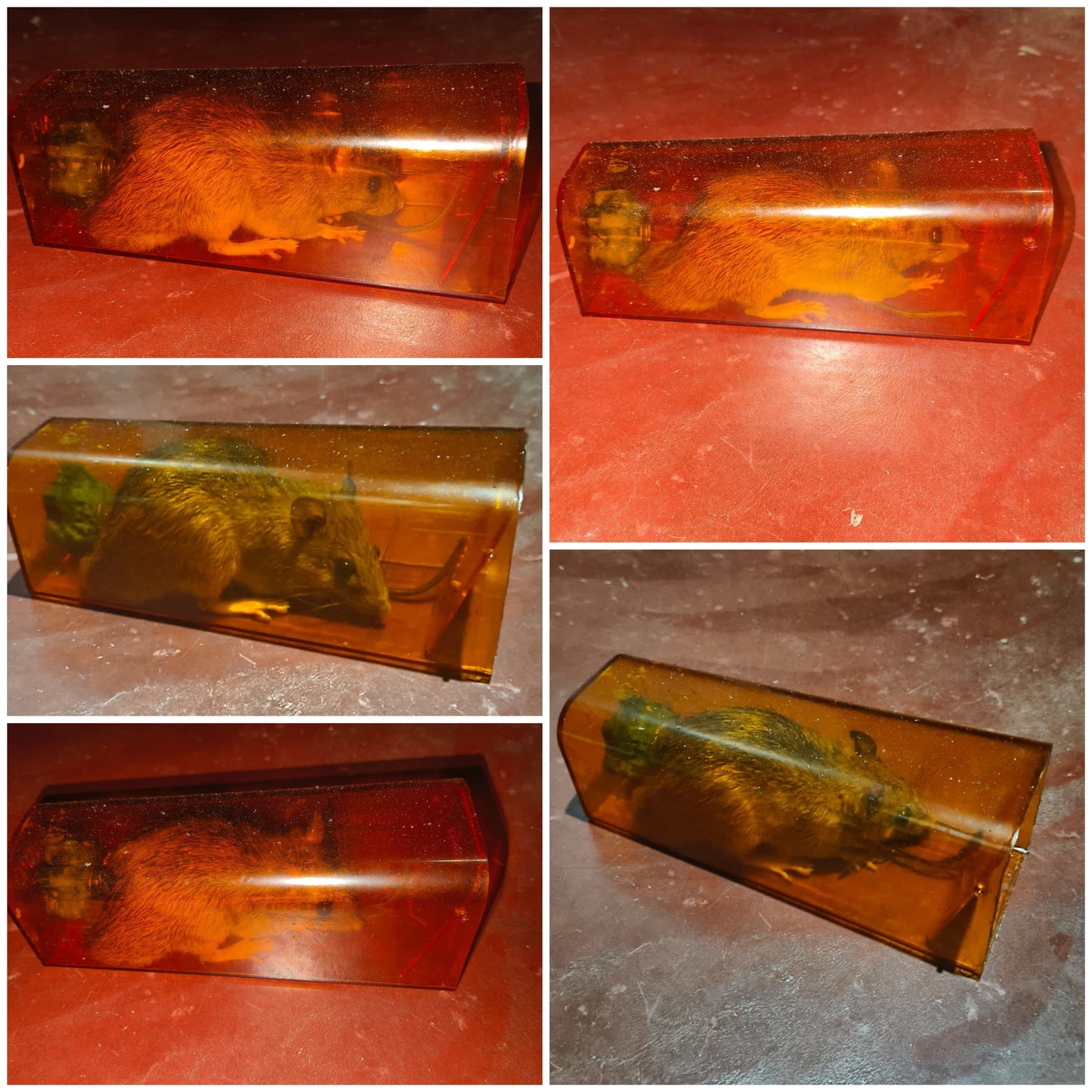 Small Rat Trap with Bait (For Small Rats)