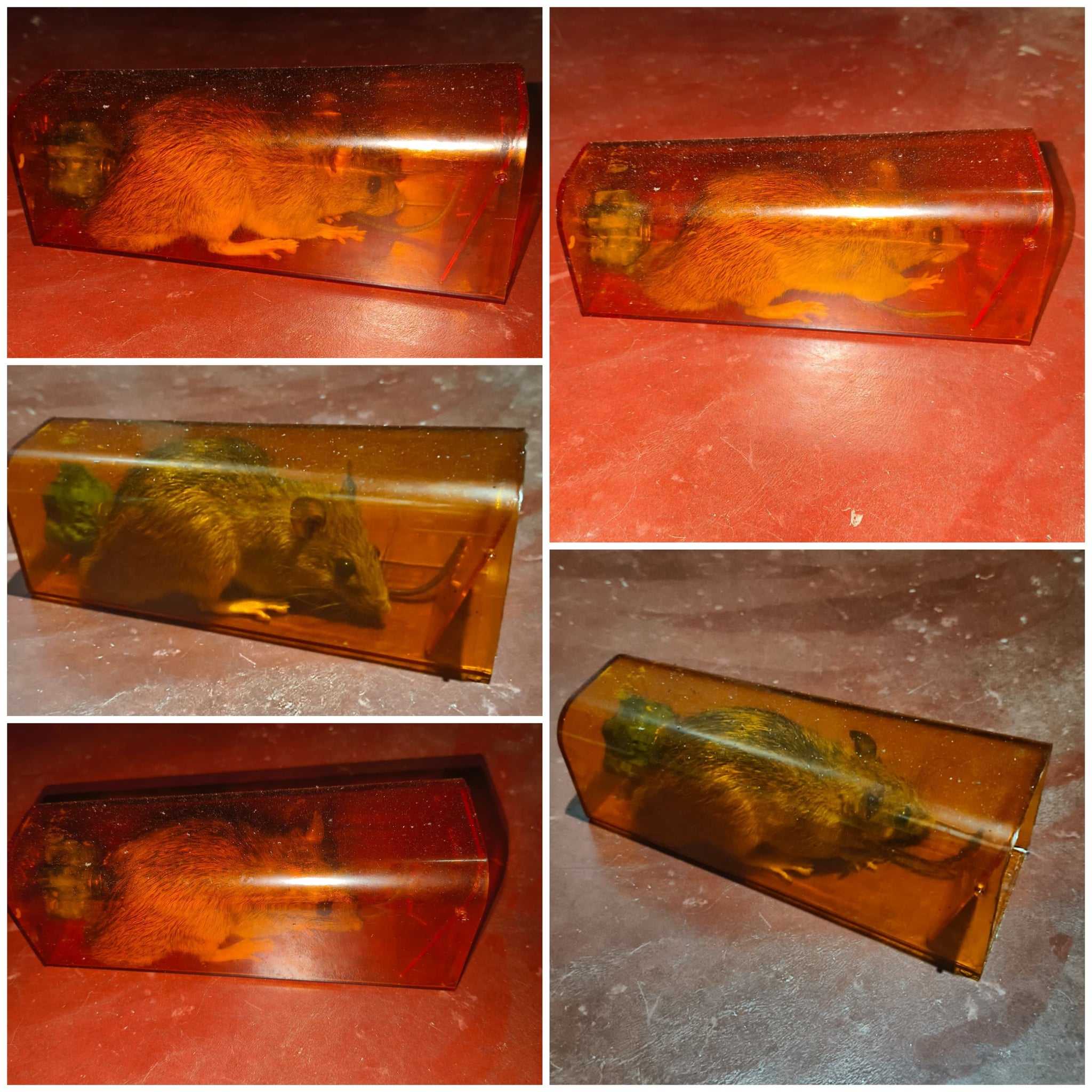 KNOQ AWAY Rat Trap with Bait